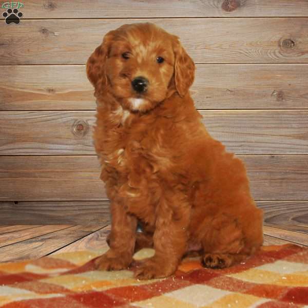 Sammy, Mini Goldendoodle Puppy